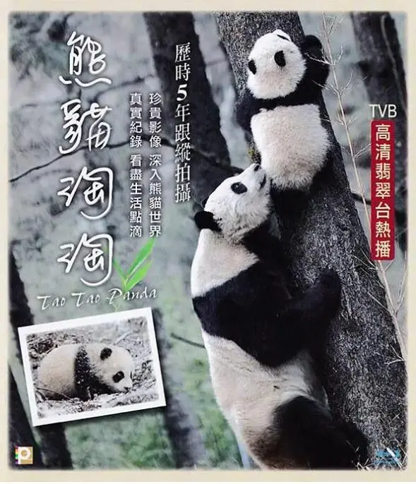 《熊猫淘淘》：一场关于科技探索的奇妙旅程，这次的科技探索让孩子大开眼界！
